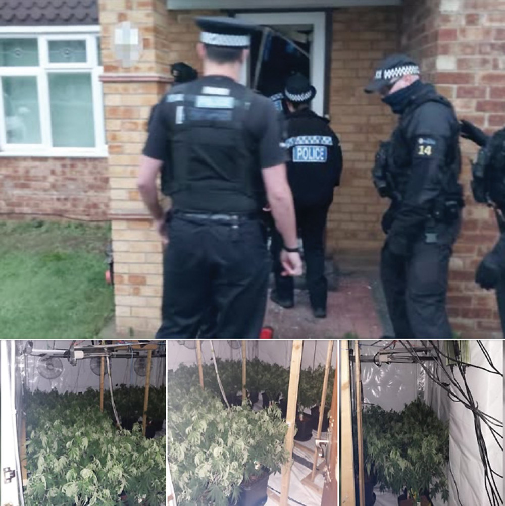 Police raid uncovers cannabis growing at borough home