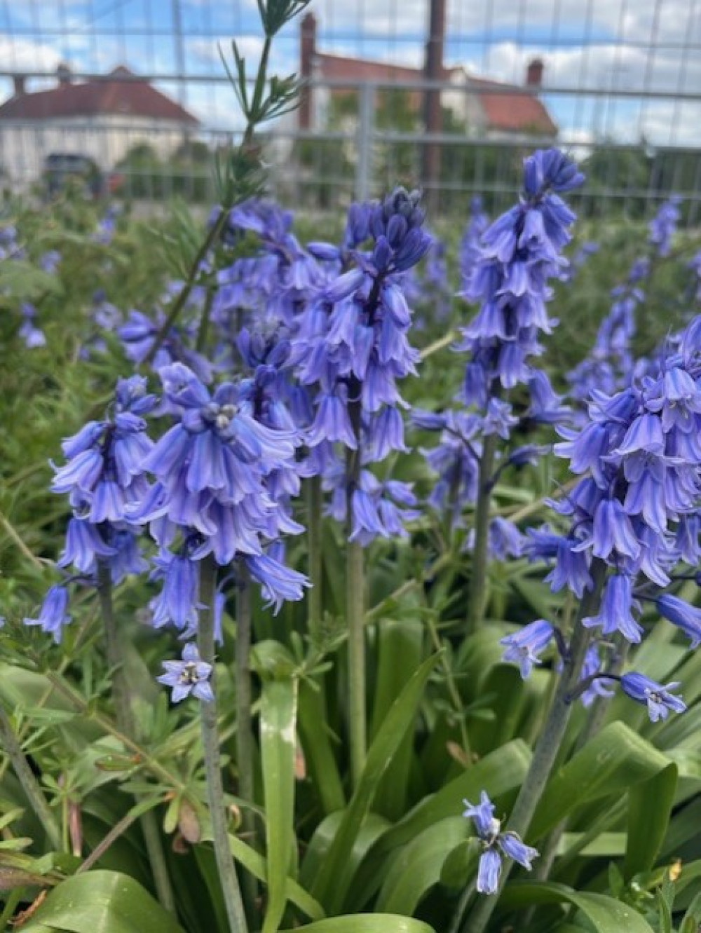 Bluebell concerns allayed as locally growing flowers are Spanish