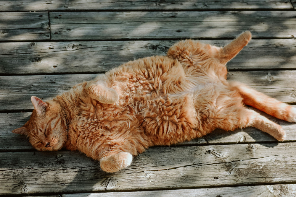 Wells cat photo competition launches for open day