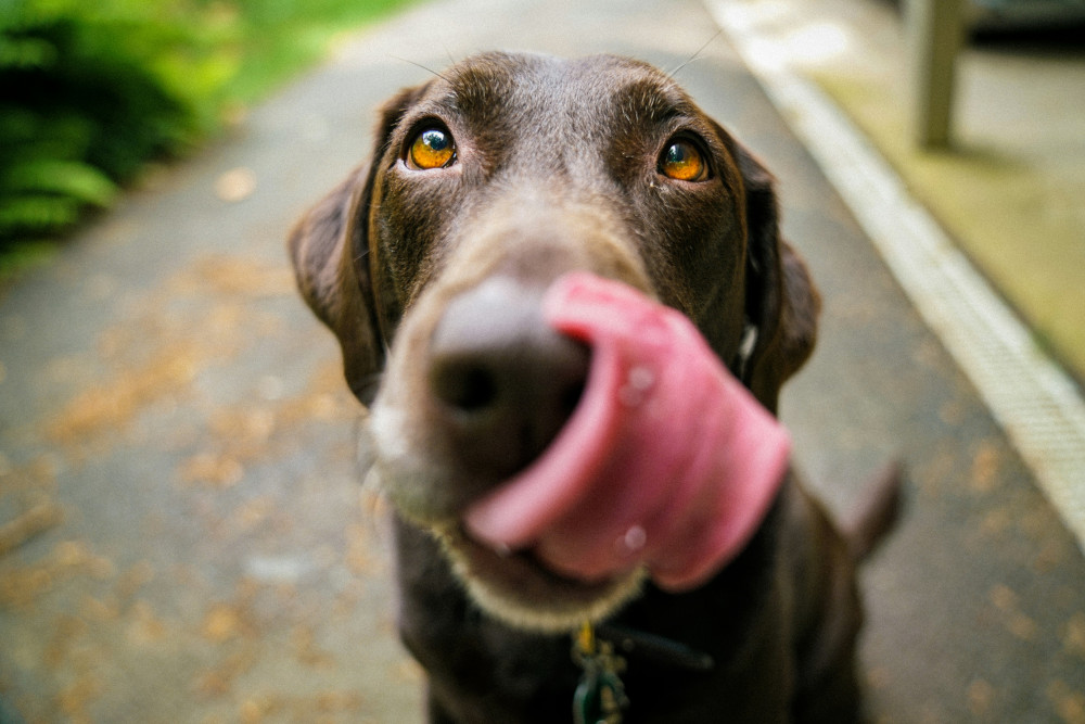 Dog owners warned over tougher livestock law