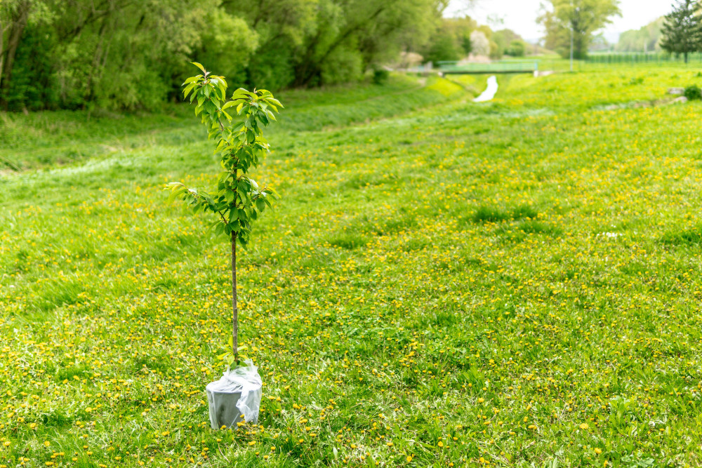 Somerset tree planting help offered for landowners
