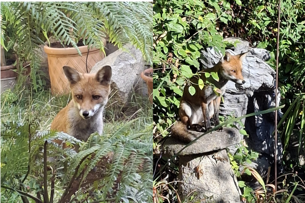 Kingston residents divided over urban foxes entering homes