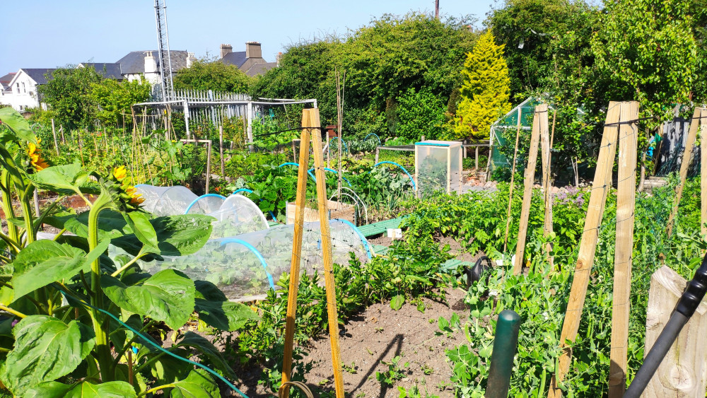 Row over allotment becomes 'war' after granddad kicked off site