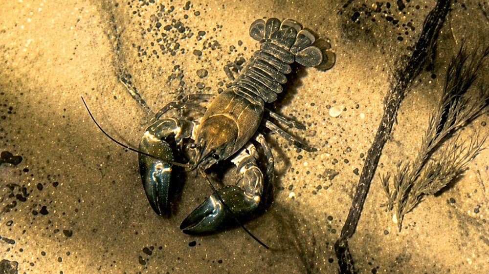 Concerns after 'full-sized lobster' discovered in Crewe brook
