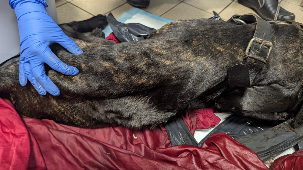 Life ban for woman whose dead dog was found in a rug in back garden