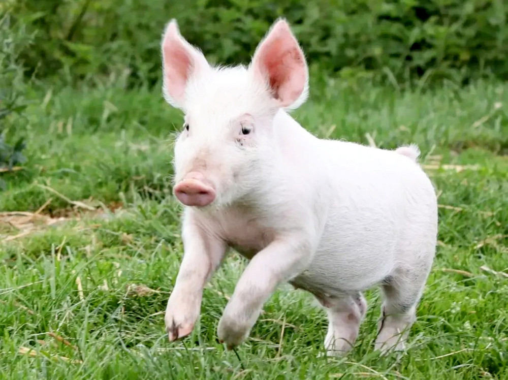 Lucky piglet saved after falling off trailer becomes real life Babe in Wolverton